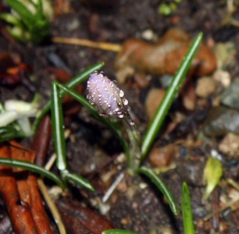 Rain has been falling softly on the ground, dappling the crocuses with diamonds!