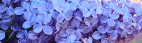 I love the lilacs of spring