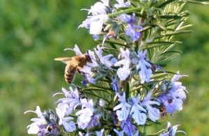 Blooming Rosemary and a busy bee!