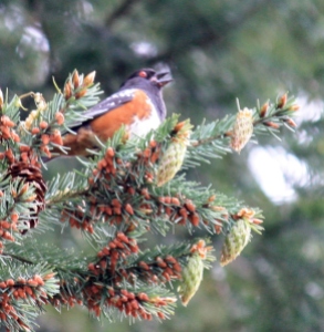 Spotted Towhee serenades as we walk by.