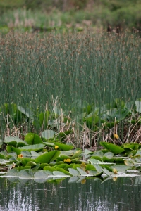 Reeds and Lily pads a Divers Lake
