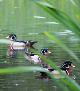 Wood Ducks amongst the reeds.