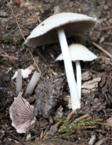 Fungus at Lost Lake