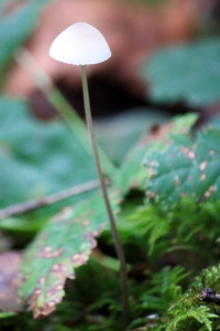 How delicate is this.  The cap glows white and the stem is almost invisible.  The cap is only 1/2 to 3/4 of an inch across.