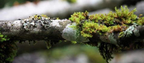 Lichen grows everywhere.  But especially loves fallen branches.