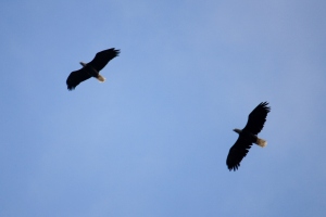Eagles soaring above us as we walked.