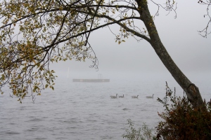 Drifting in the fog.  Canada geese waiting to leave.