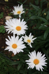 Happy Daisies - so bright against the dull greens!