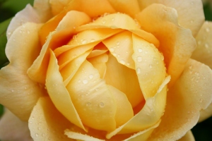 Glorious Golden Summer Rose.