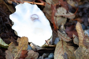This Oyster shell glows, gleaming white against the fall debris at the beach.
