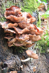 Incredible growth of mushrooms off the side of a tree!