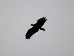 There were a pair of eagles soaring overhead, wings still, just moving from one air current to the next.