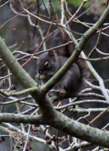 Much higher resolution leads to much better details on the cropped distance shots.  Love this brown squirrel.