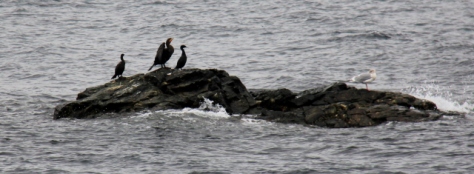 Cormorants at Neck Point.