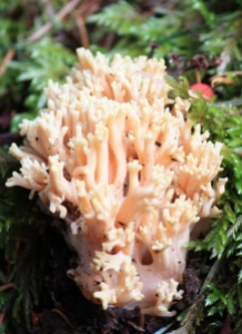 Lacy miniature fungus.