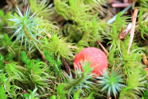 Tiny red puffball in the lichen - natures Christmas colours.