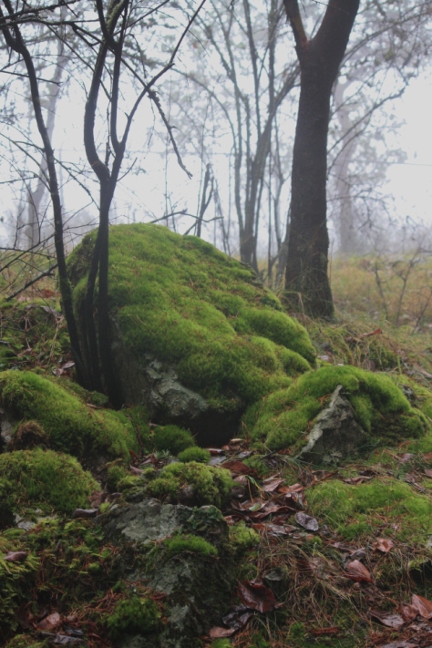 Lichen covered boulders looking cushiony in the fey fog.