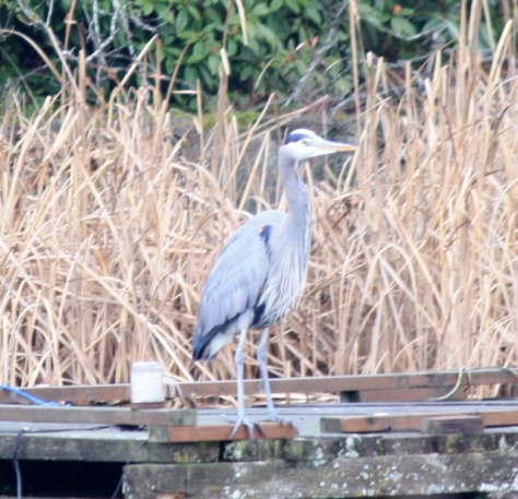 One of three Heron's "playing" at Louden Park.