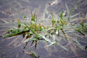 Water and raindrops collect in a small dip in the ground at Neck Point.