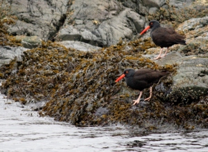 Black Oyster Catcher at Neck Point