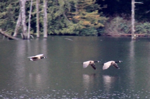 Canadian Geese flying in low across the lake.