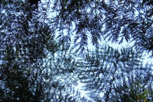 Cedar boughs created lace against the blue skies.
