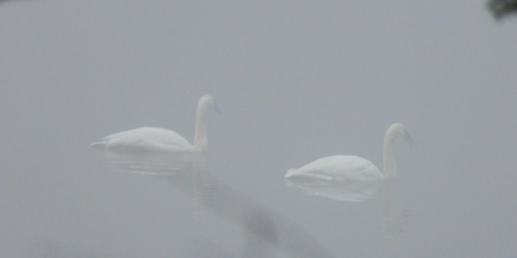 Swans drifting in and out of the fog.
