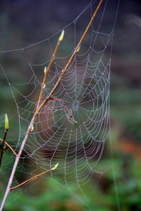 Spider Webs outlined in fog droplets festooning every branch, bush and every rough surface.