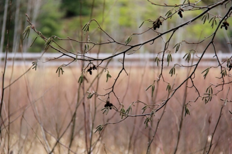 Looking forward - there are green seed pods on these branches.  Spring on the West Coast is only a couple of months away!