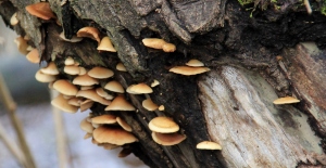 Love the diversity of the fungus around here!