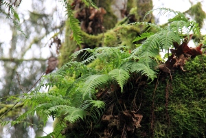 Lush ferns adorn the earth and trunks on high.