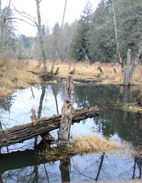 Beaver works creating flooded marshes.