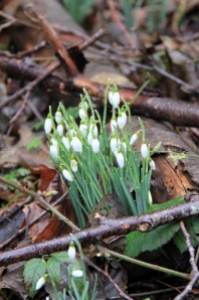 First wild snowdrops of the season.