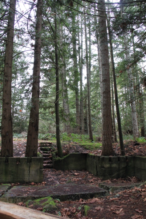 Cement foundations of former mining building standing against the roots of the surrounding trees.