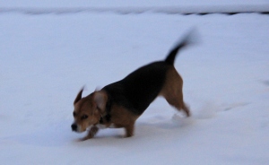Sophie playing in the snow.