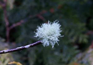 Lichen pom-pom at the end of a bare Branch.