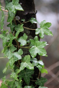 The English Ivy - looks healthy no matter the weather.