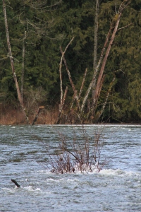 Nanaimo River Flowing up and over formerly dry washes - not all the way - just back a few 100 m.