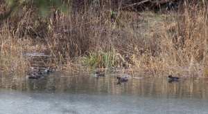 Mergansers behind the ice still on parts of the River.