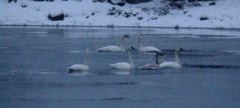 A Bevy of Swans