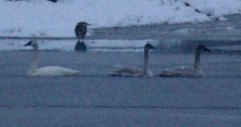 Tundra Swans and a Great Blue Heron