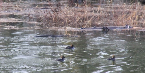 Mergansers on the quiet channel swimming through the drowning brush