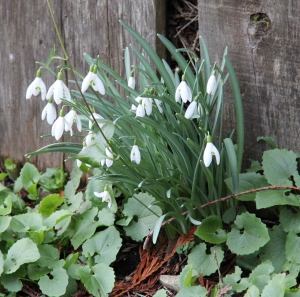 Snowdrops opening up and the lion daisies are coming up!