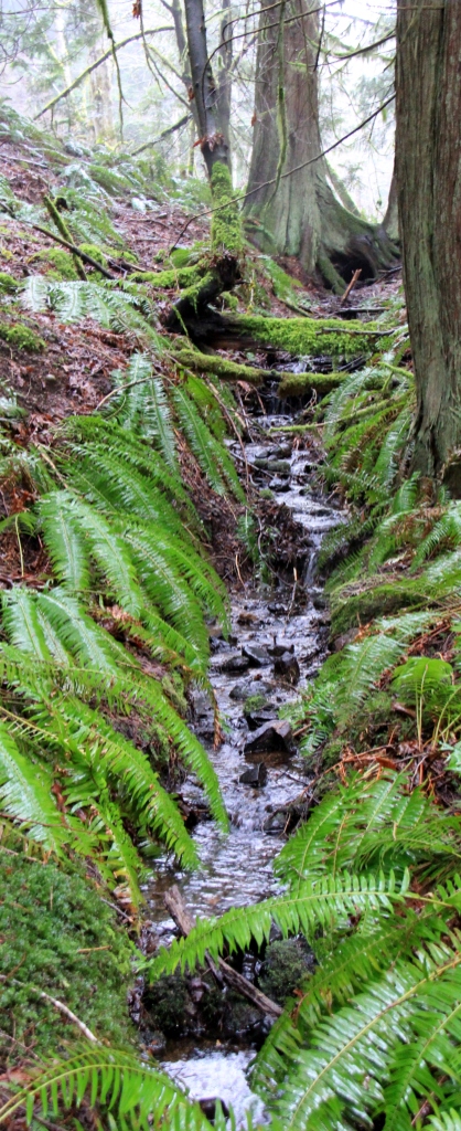 A singing Rill of water streams down through the ferns and tree trunks at Morrell.