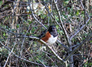 Spotted Towhee on the Lagoon side of the beach.