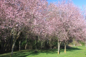 Thousands of pink blooms colour the entrance to Mill Stream Park.