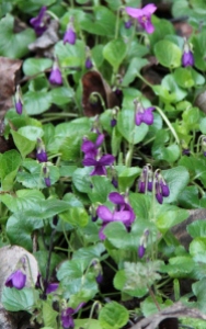 Wild Violets - did I mention that I love Violets!