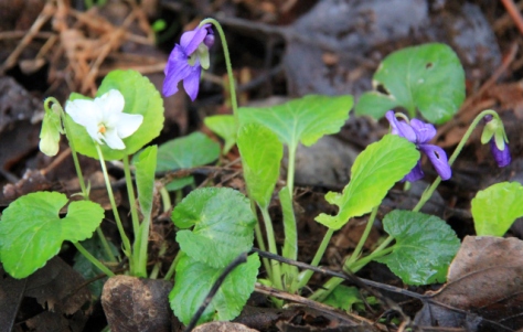 Purple and white Violets.