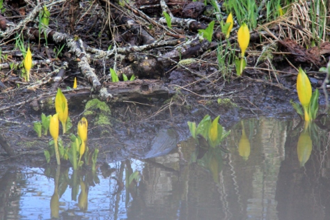 Beautiful spears of Bright Yellow really brighten up the marsh!