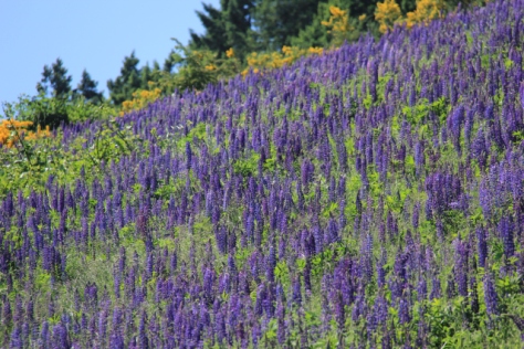 Amazing field of Lupines - just below the bypass - seen from the third street walkway!